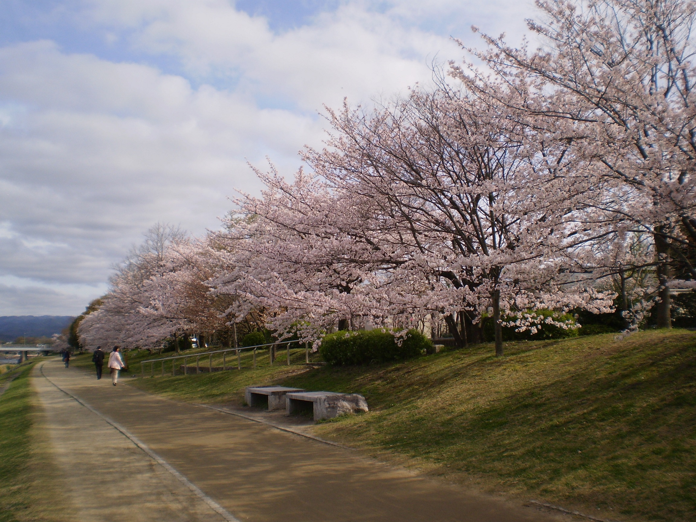 京都は桜が満開です 大末産業株式会社